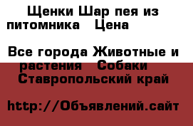 Щенки Шар пея из питомника › Цена ­ 25 000 - Все города Животные и растения » Собаки   . Ставропольский край